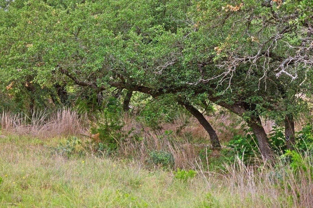 5 acres in Blanco County - photo 8