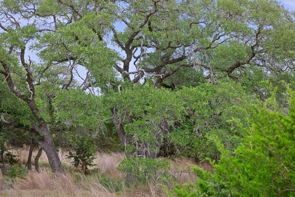5 acres in Blanco County - photo 10