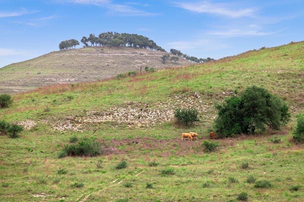 5 acres in Blanco County gallery image 4