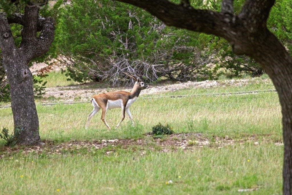 5 acres in Blanco County - photo 26