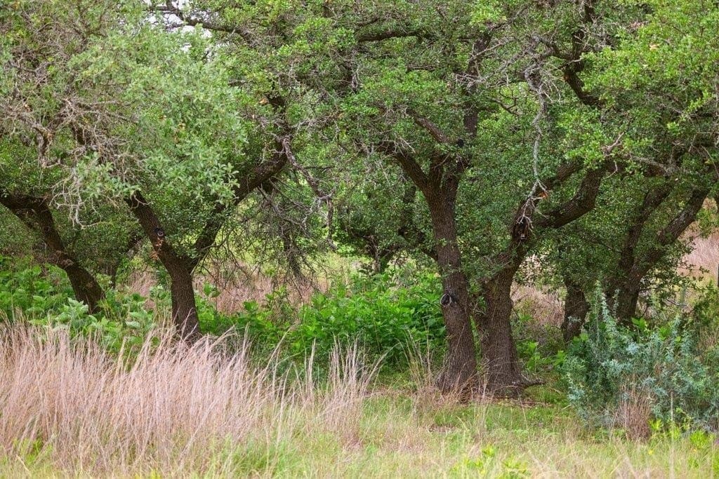 5 acres in Blanco County gallery image 2