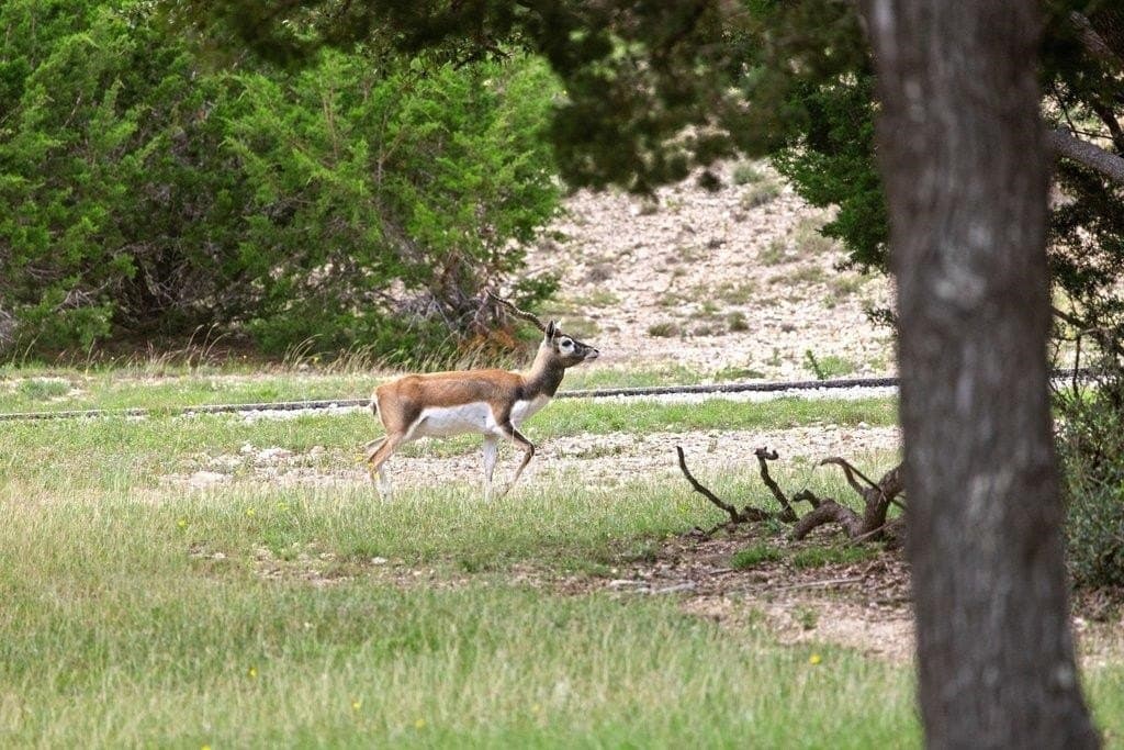5 acres in Blanco County - photo 27