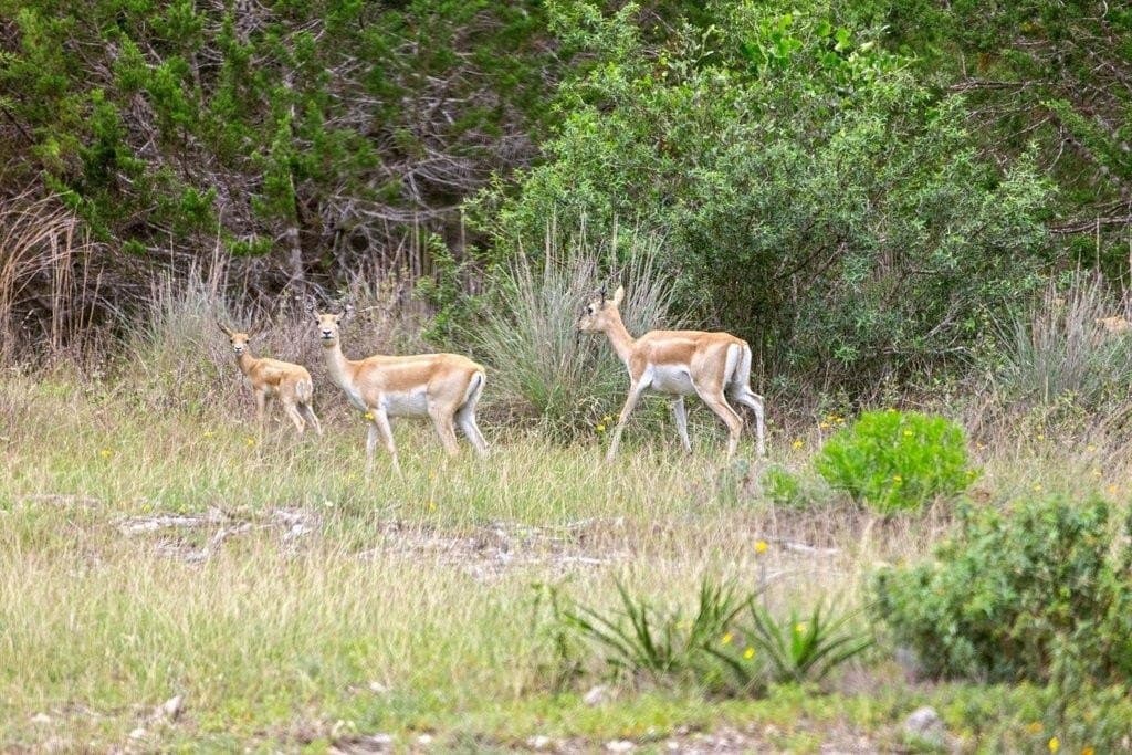 5 acres in Blanco County - photo 28