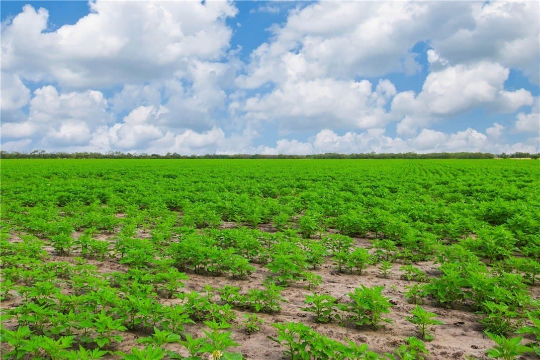 60 acres in Jim Wells County gallery image 4