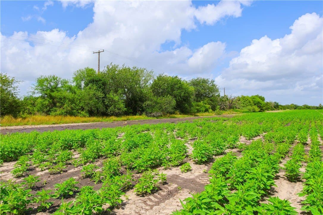 60 acres in Jim Wells County gallery image 3