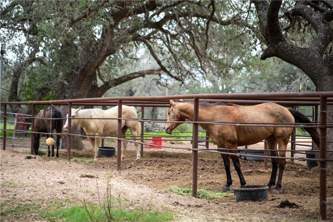 15.98 acres in Atascosa County gallery image 4