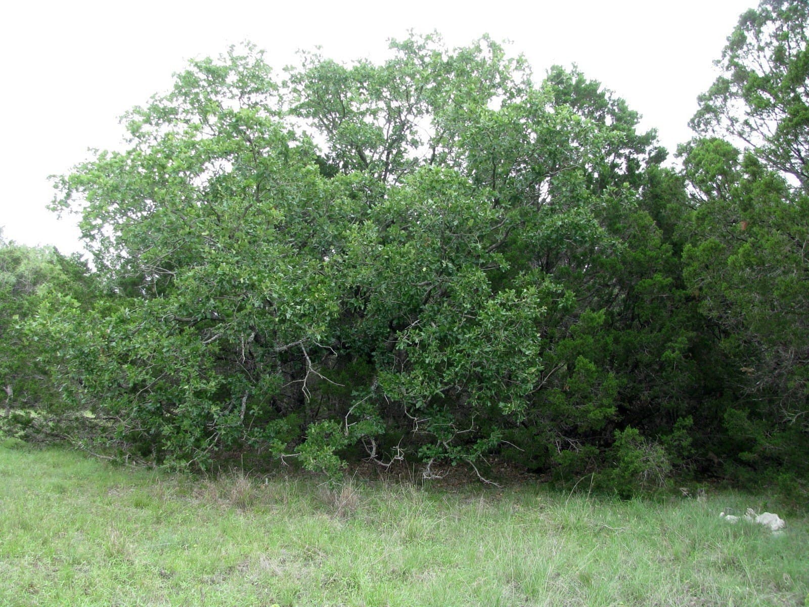 10.01 acres in Hamilton County - photo 8