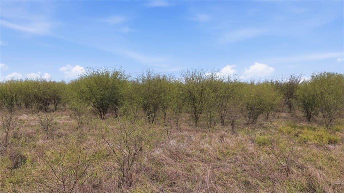 236.33 acres in Jim Wells County gallery image 4