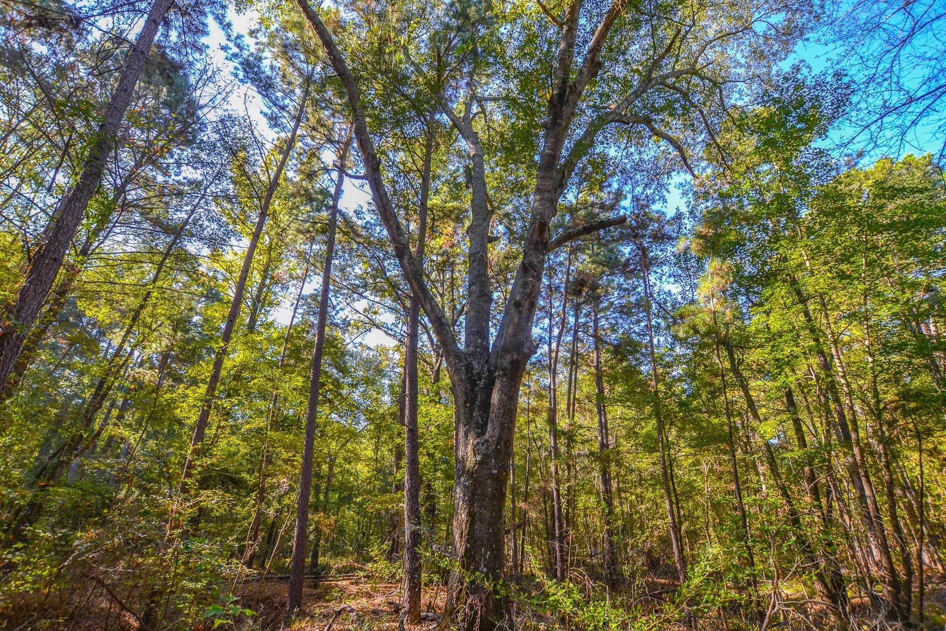 37.5 acres in Henderson County - photo 2