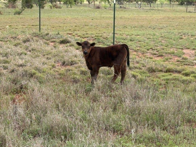 30.08 acres in Taylor County - photo 19