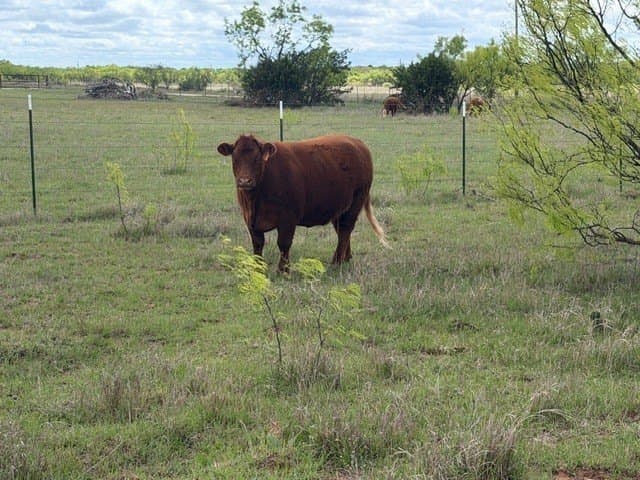 30.08 acres in Taylor County - photo 20