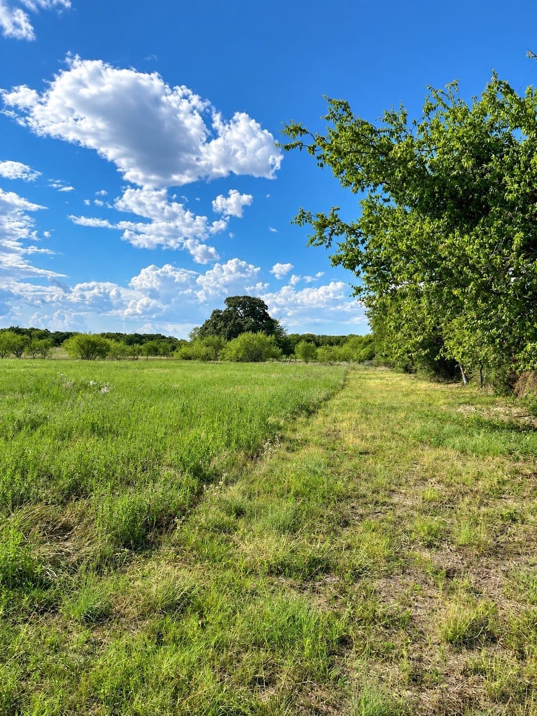 19.71 acres in Hill County - photo 5