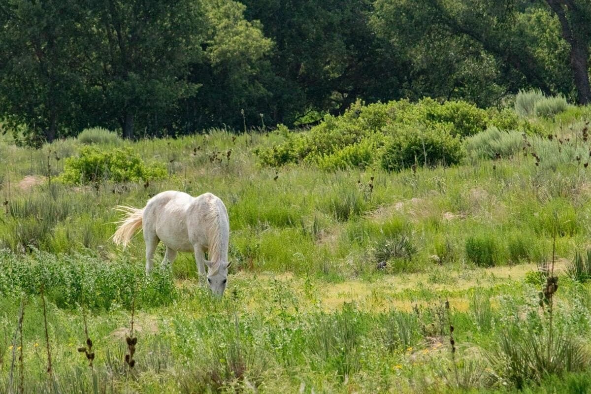 340 acres in Randall County - photo 158