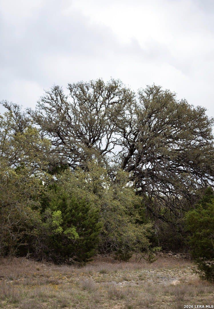 5.01 acres in Comal County gallery image 3