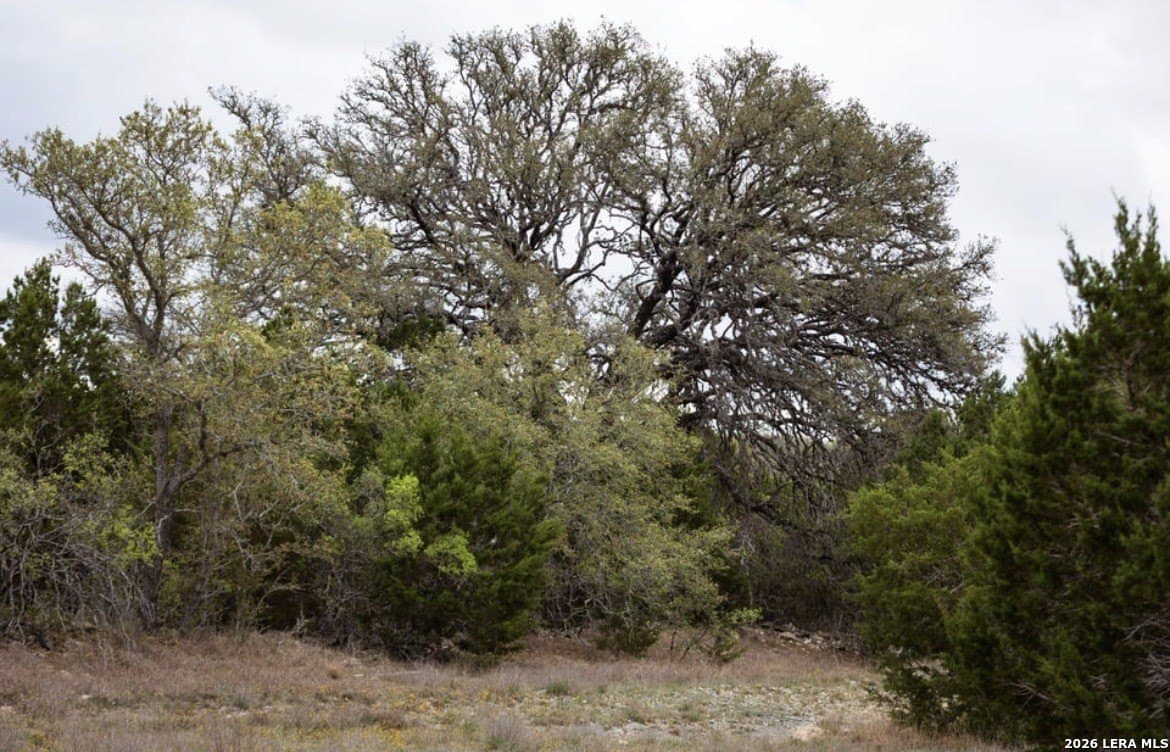 5.01 acres in Comal County gallery image 2