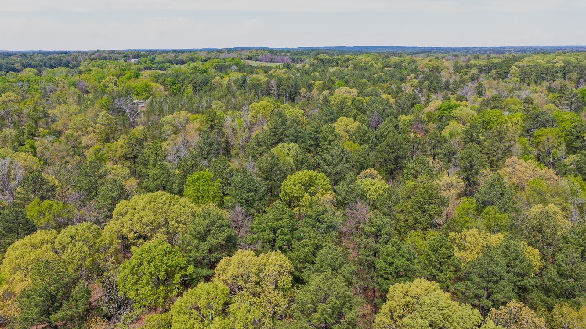 96.14 acres in Henderson County - photo 16
