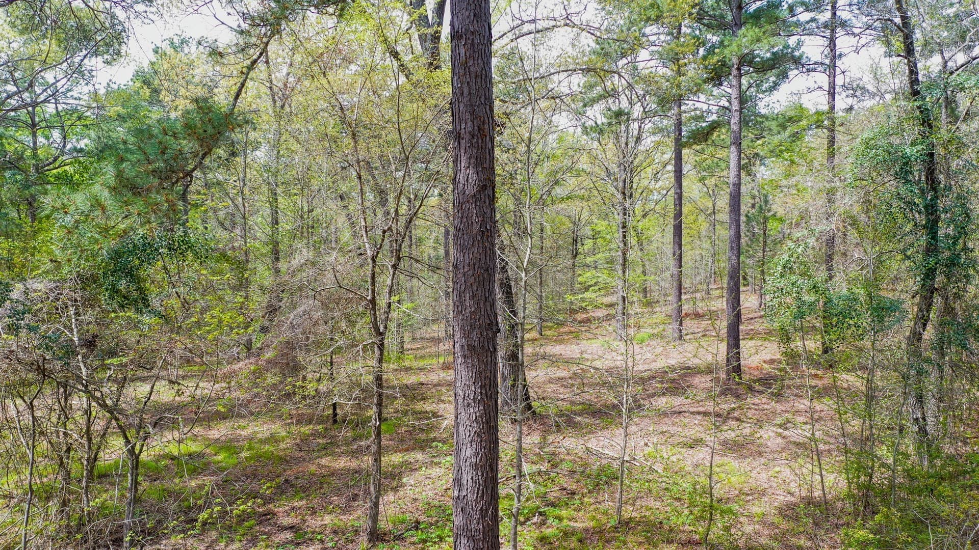 96.14 acres in Henderson County - photo 23