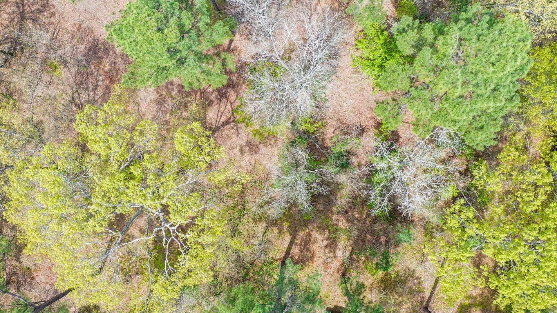 96.14 acres in Henderson County - photo 20