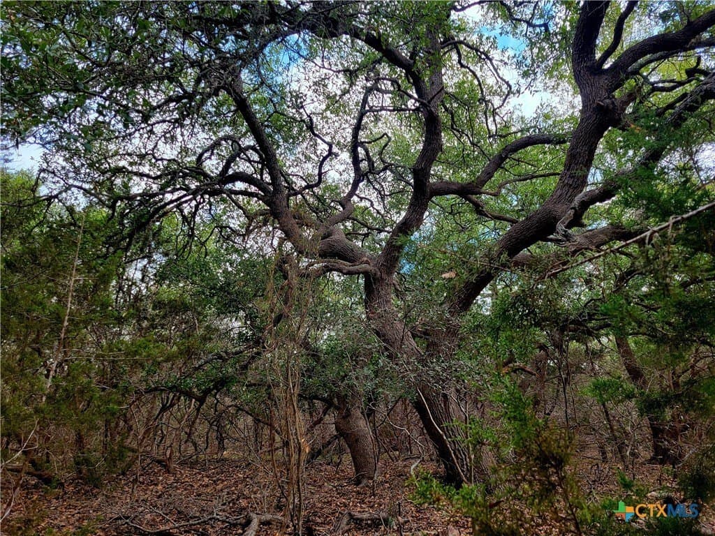 0.95 acres in Comal County gallery image 3