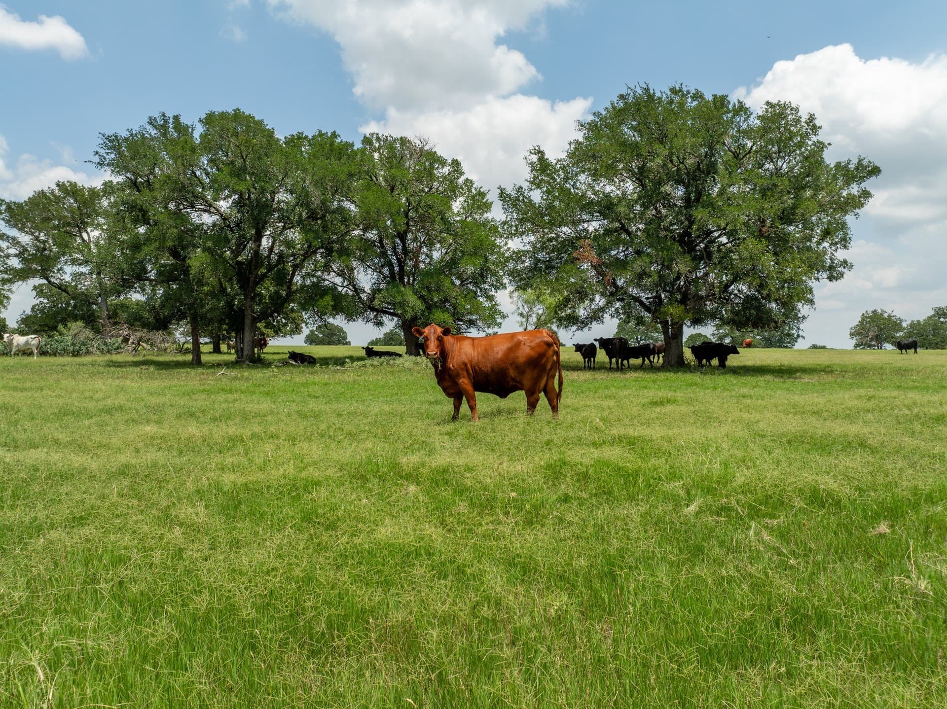 516.08 acres in Coryell County - photo 37