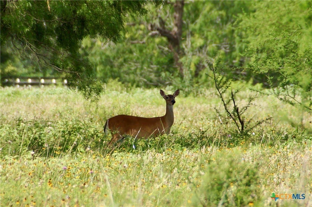 349.62 acres in Victoria County - photo 21