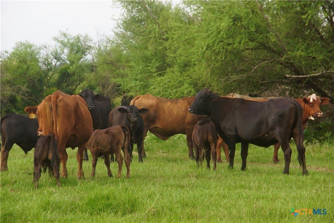 349.62 acres in Victoria County - photo 14