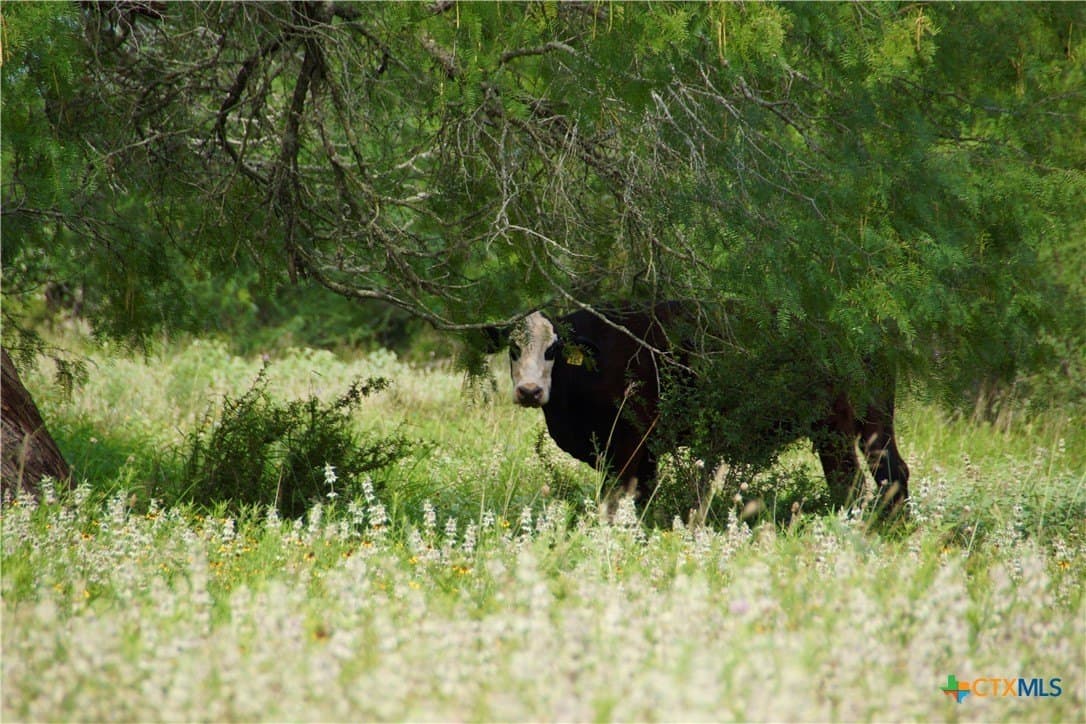 349.62 acres in Victoria County - photo 18