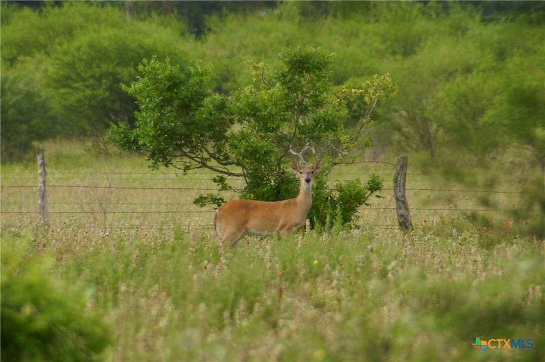 349.62 acres in Victoria County - photo 19