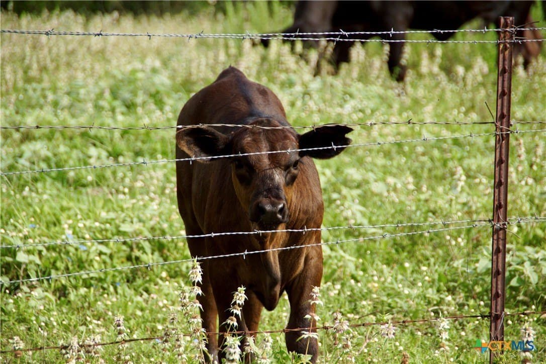 349.62 acres in Victoria County - photo 16