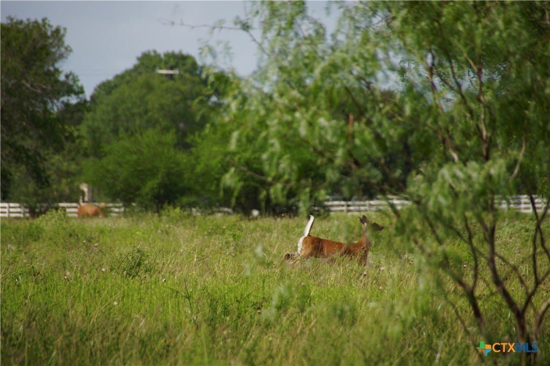 349.62 acres in Victoria County - photo 22