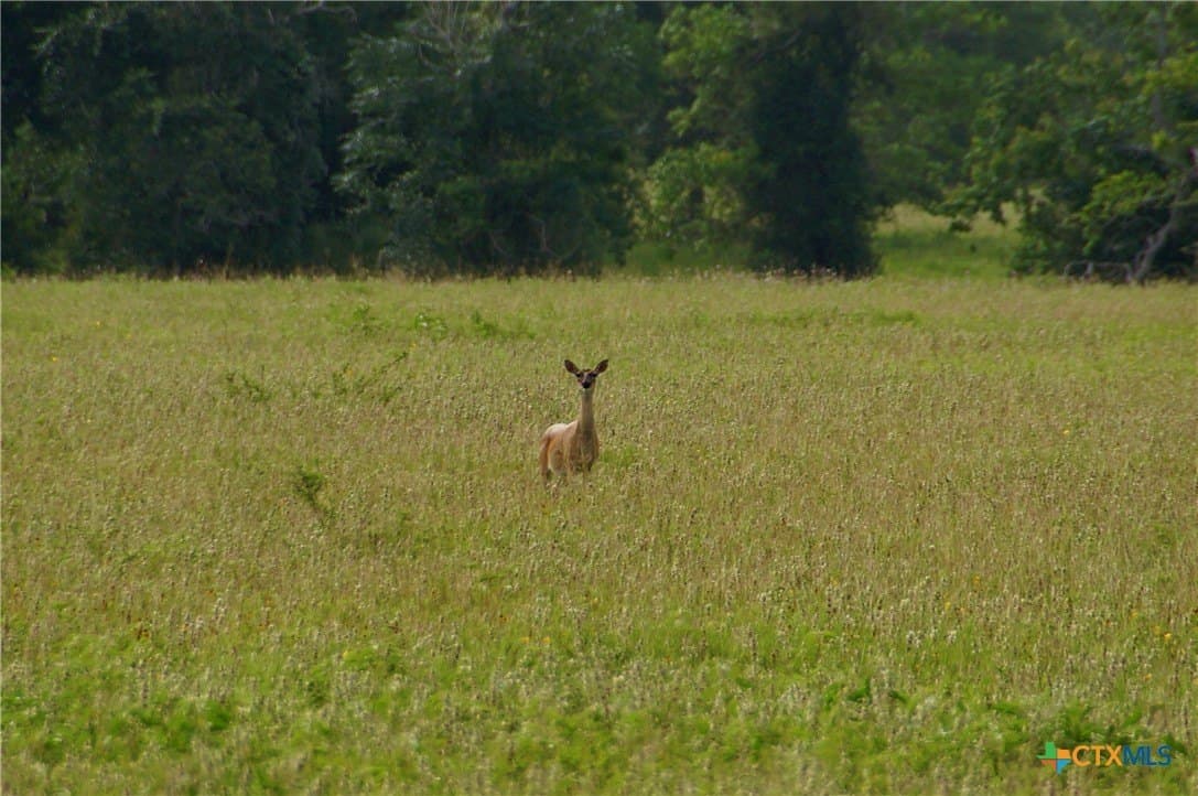 349.62 acres in Victoria County - photo 20