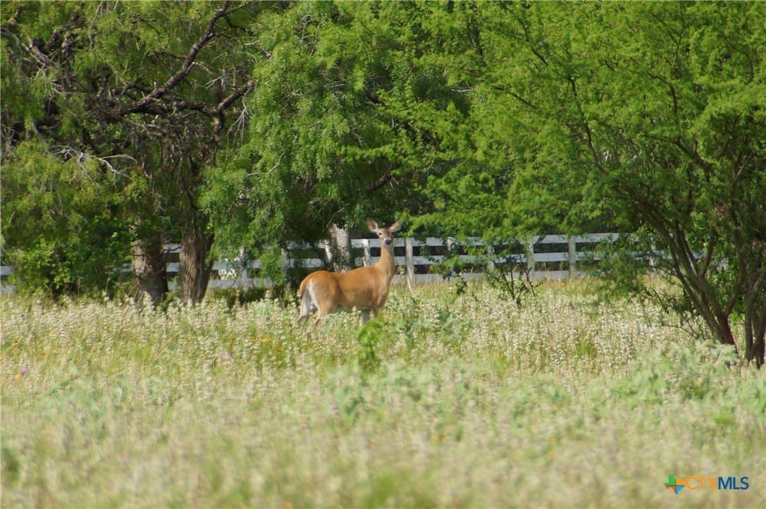 349.62 acres in Victoria County - photo 23