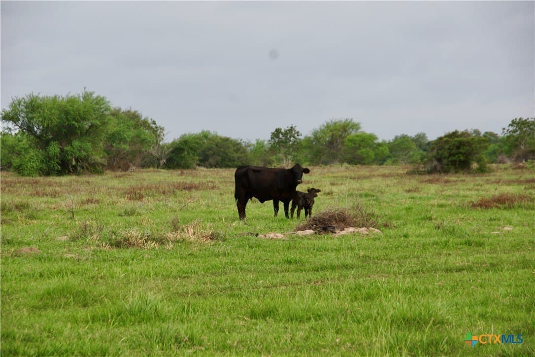 349.62 acres in Victoria County - photo 17