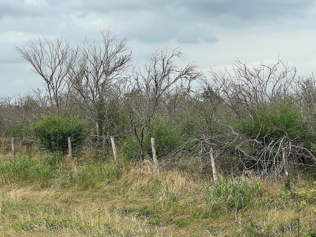 37.95 acres in Austin County gallery image 3