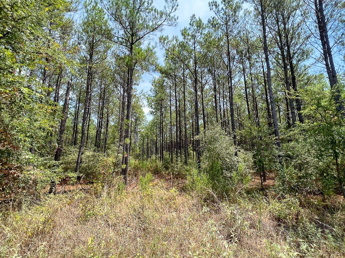 451 acres in Walker County - photo 10