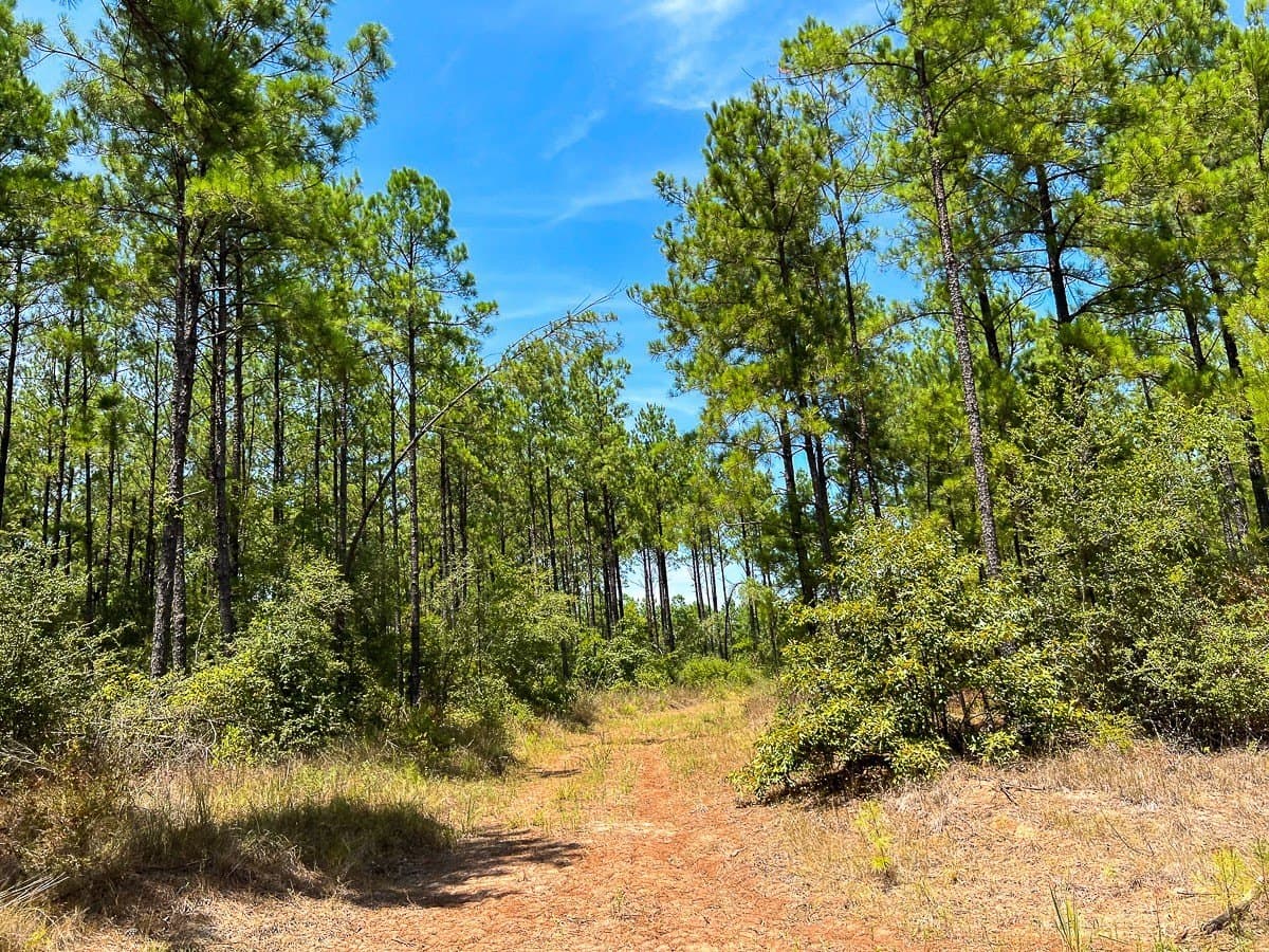 451 acres in Walker County - photo 11