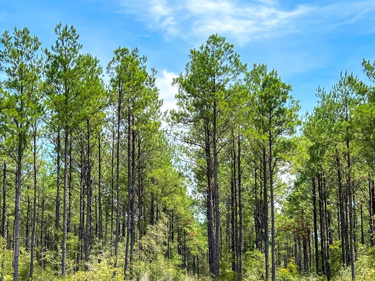 451 acres in Walker County - photo 3