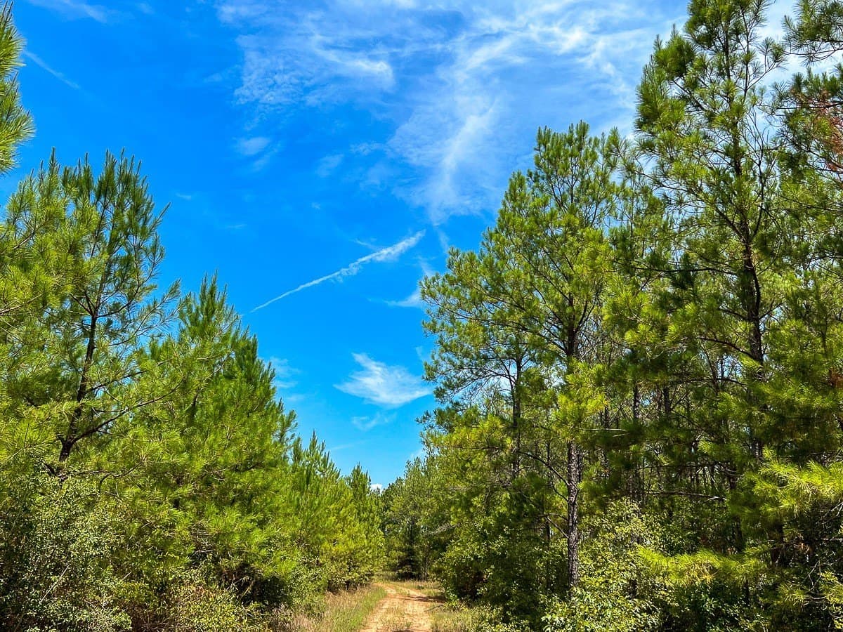 451 acres in Walker County - photo 2