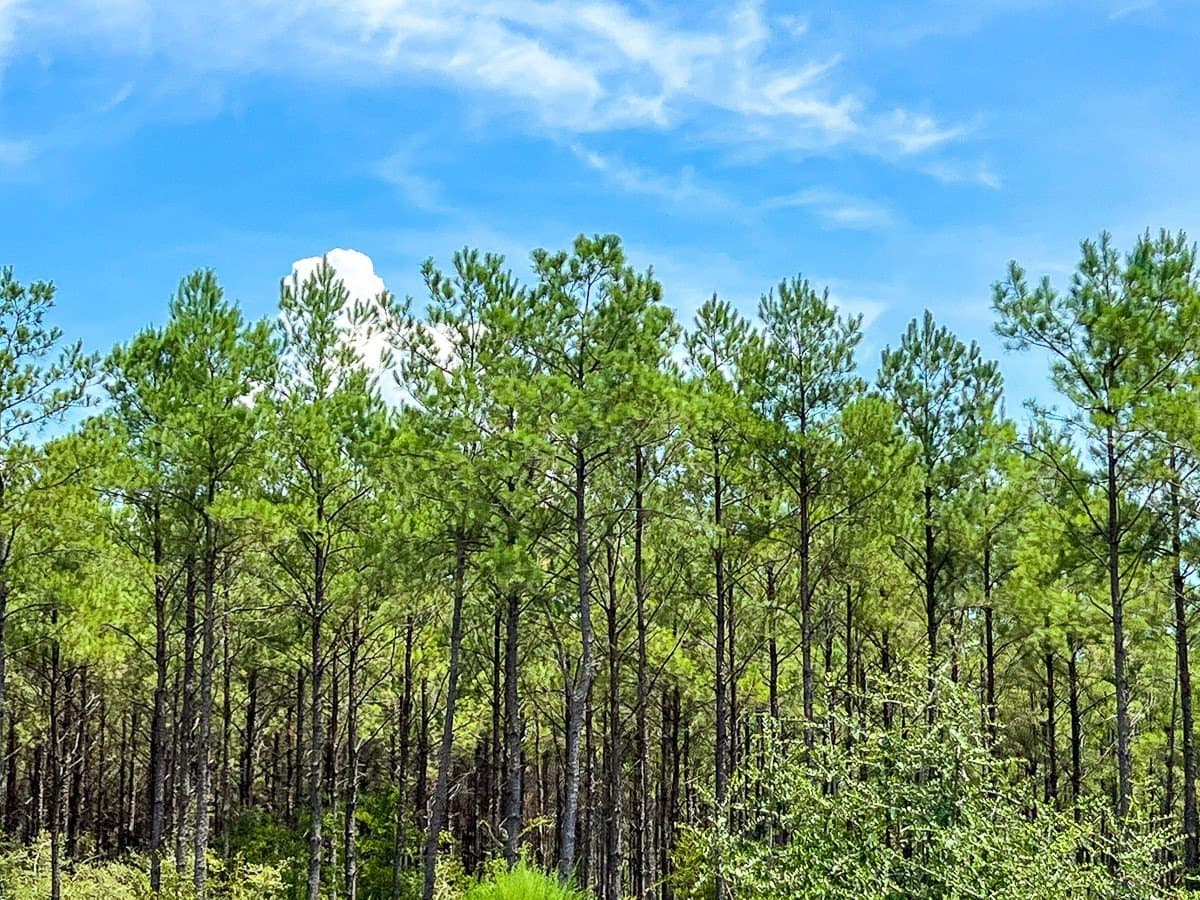 451 acres in Walker County - photo 8