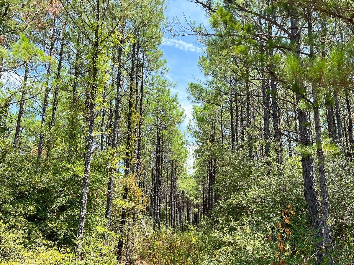 451 acres in Walker County - photo 9