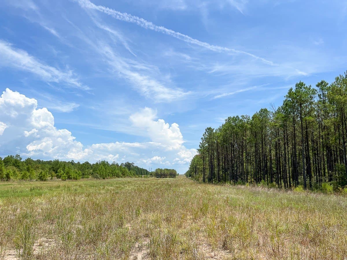451 acres in Walker County - photo 6