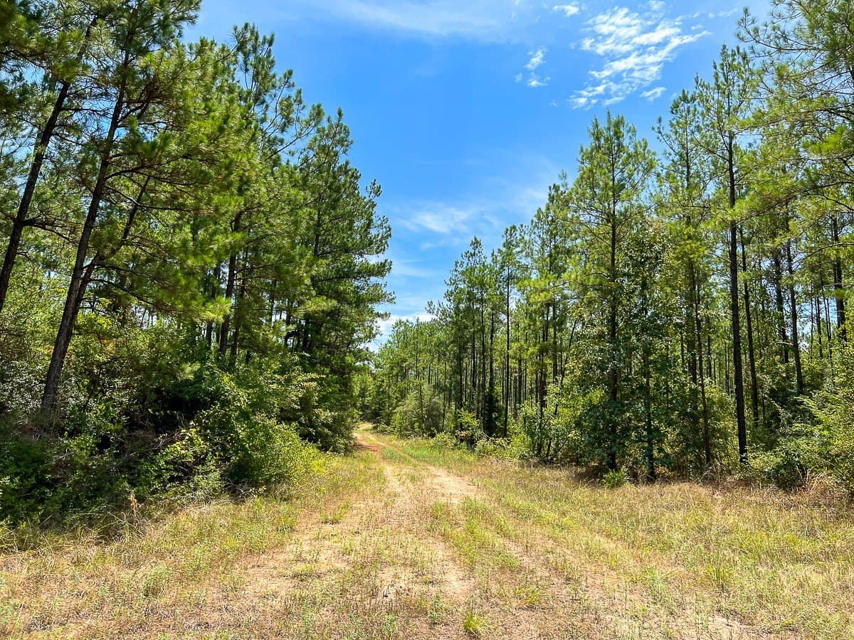 451 acres in Walker County - photo 4