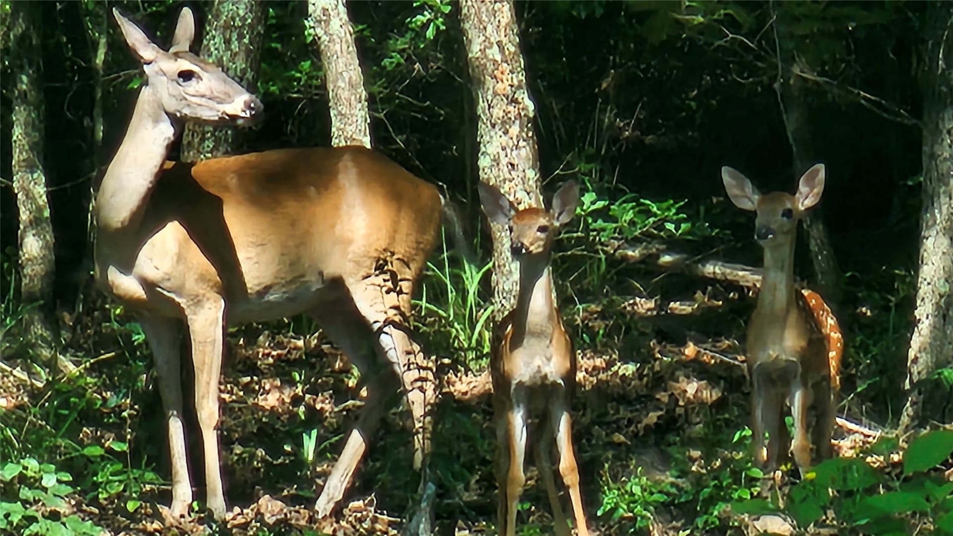 13.45 acres in Hopkins County - photo 39