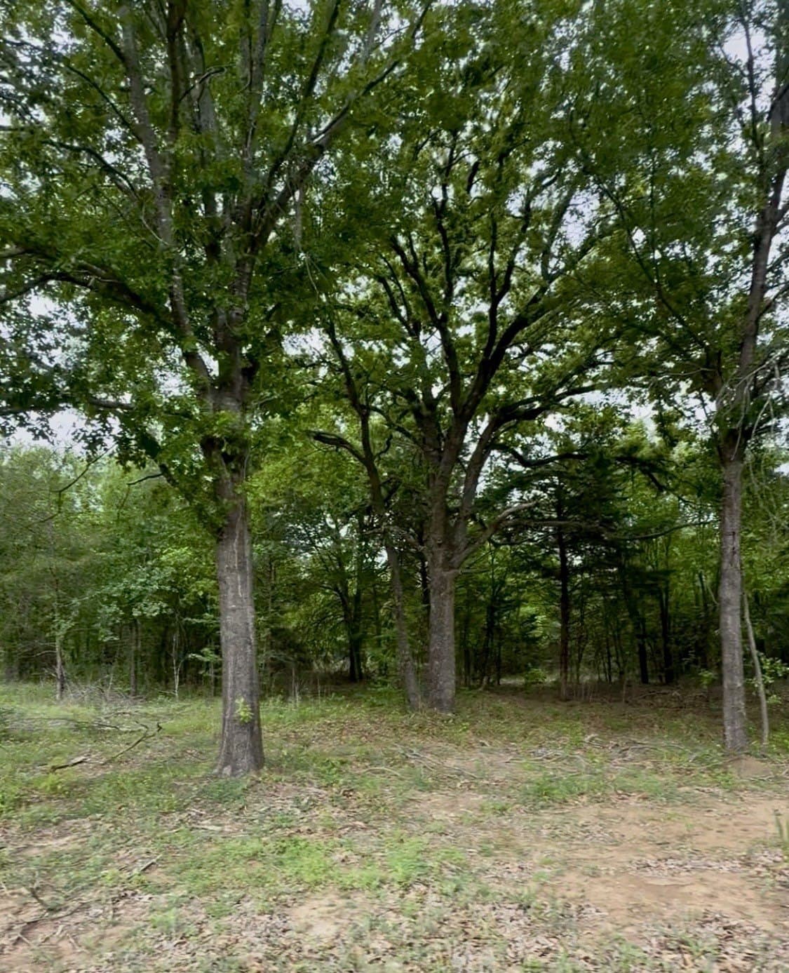 1.75 acres in Ellis County - photo 6