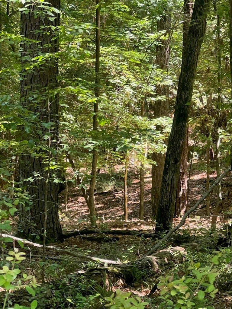 0.5 acres in Texas County featured view