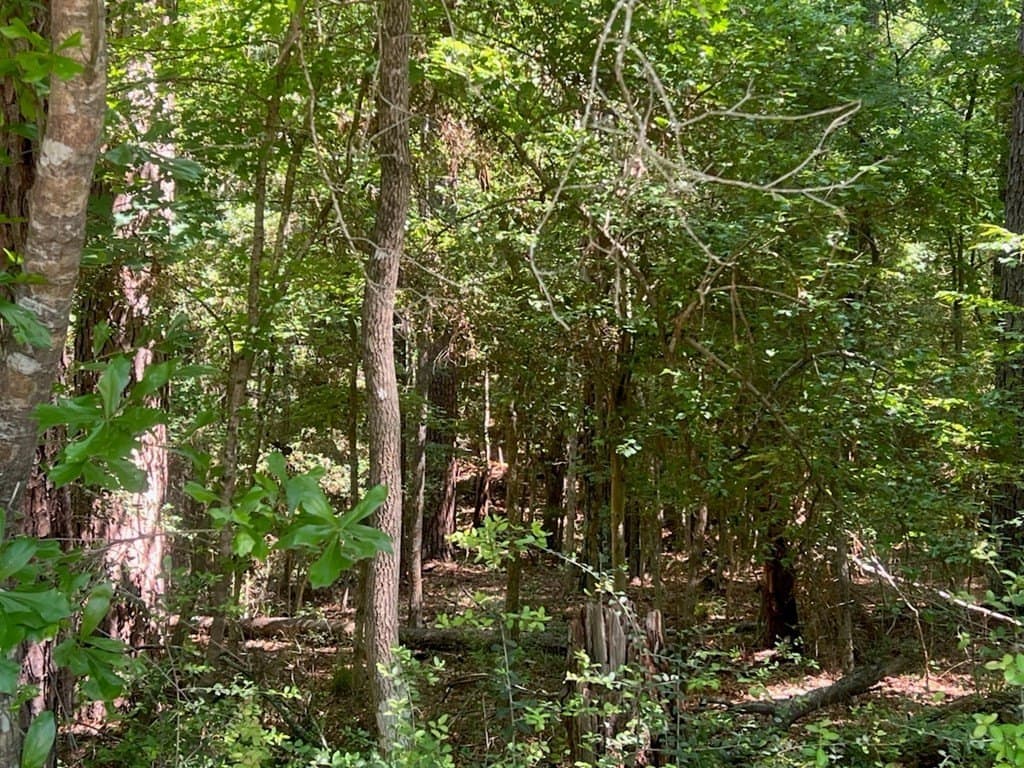 0.5 acres in Texas County gallery image 3