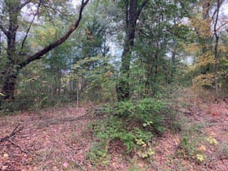 0.12 acres in Henderson County gallery image 4