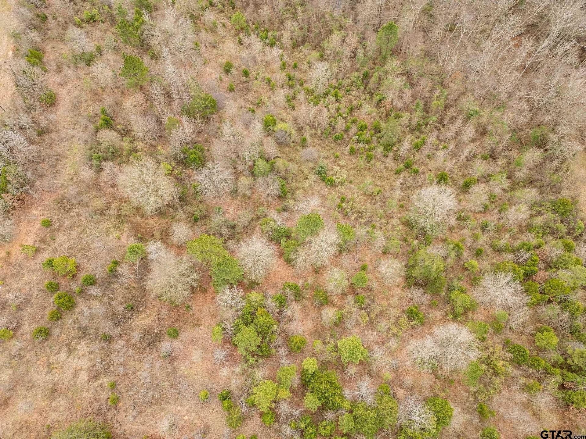 10 acres in Upshur County gallery image 4