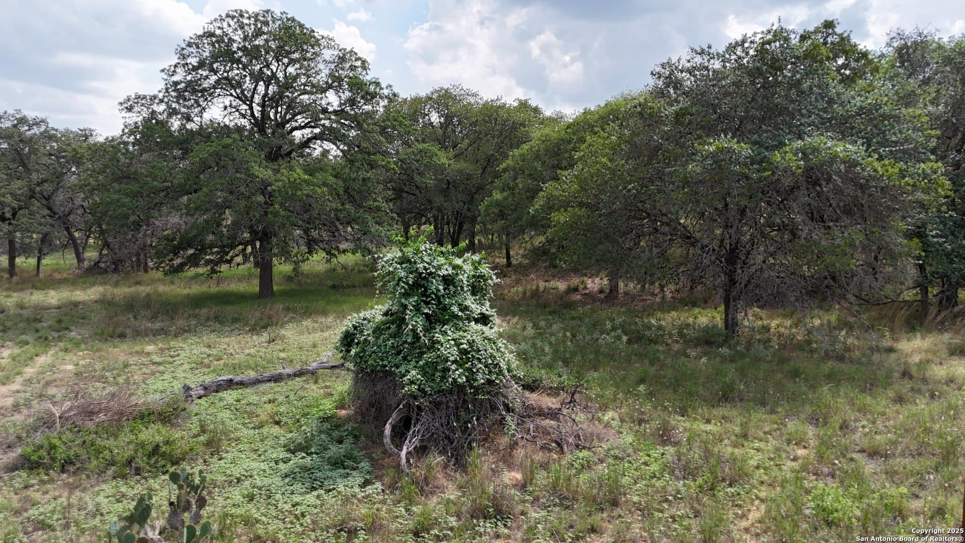 2.97 acres in Wilson County gallery image 3