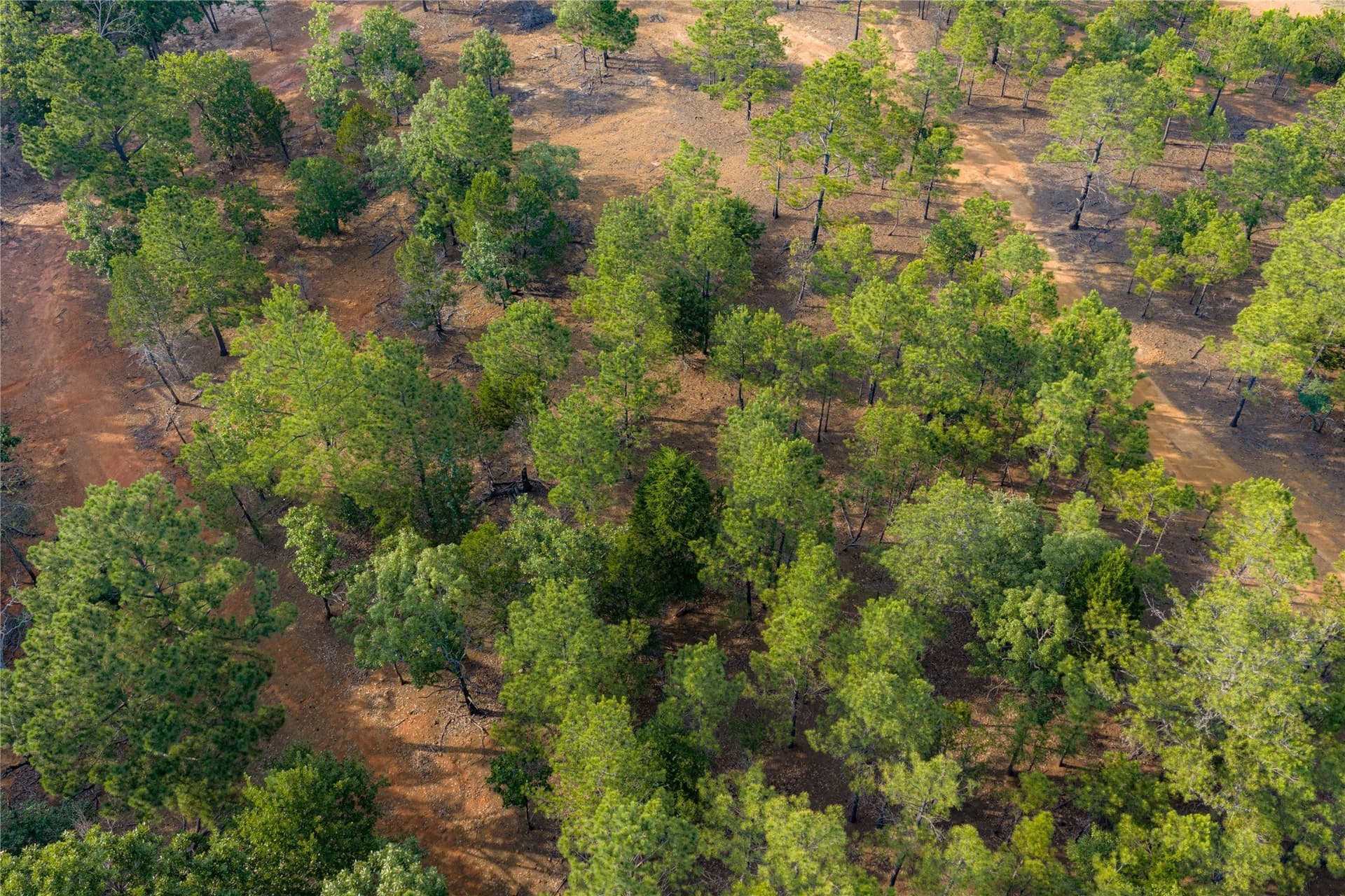 141.87 acres in Van Zandt County - photo 27
